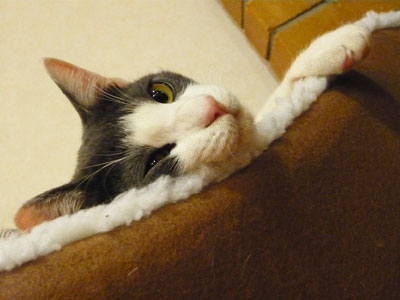 マイペースちゃん